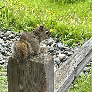 American Red Squirrel