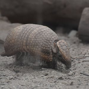 Six-banded Armadillo - Euphractus sexcinctus