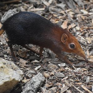 Black and rufous Elephant Shrew - Rhynchocyon petersi