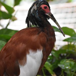 Madagascar ibis - Lophotibis cristata