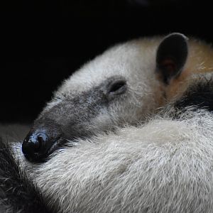 Southern Tamandua - Tamandua tetradactyla straminea