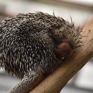 Brazilian porcupine - Coendou prehensilis