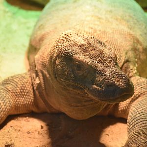 Komodo Dragon - Varanus komodoensis