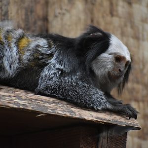 White-headed Marmoset - Callithrix geoffroyi