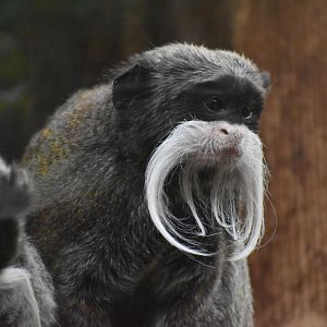 Bearded emperor tamarin - Saguinus imperator subgrisecens