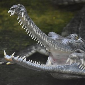 Gharial - Gavialis gangeticus