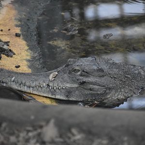 West African slender-snouted Crocodile - Mecistops cataphractus