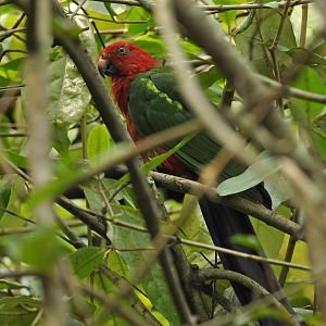 Red-winged Parrot Aprosmictus erythropterus