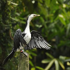 Little Pied Cormorant Microcarbo melanoleucos