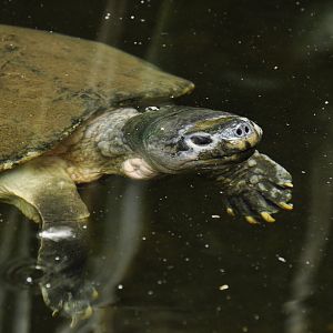 Malaysian giant pond turtle Orlitia borneensis