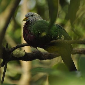 Wompoo Fruit-Dove Ptilinopus magnificus