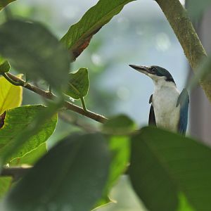 Collared Kingfisher Todiramphus chloris