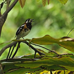 Chestnut-backed Thrush Geokichla dohertyi