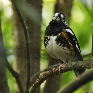 Chestnut-backed Thrush Geokichla dohertyi