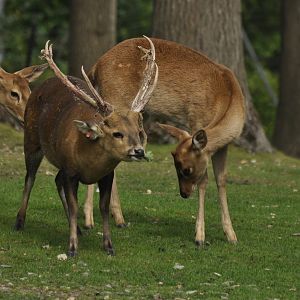 Hog deer Axis porcinus
