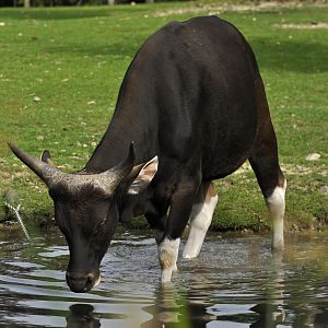 Javan banteng Bos javanicus
