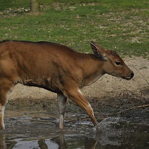 Javan banteng Bos javanicus