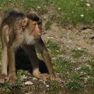 Sunda pig-tailed macaque Macaca nemestrina