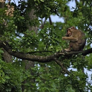 Sunda pig-tailed macaque Macaca nemestrina
