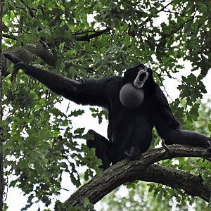 Siamang Symphalangus syndactylus