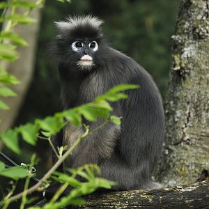 Dusky langur Trachypithecus obscurus