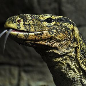 Water monitor Varanus salvator