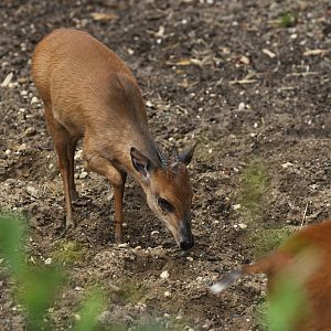 Natal red duiker Cephalophus natalensis