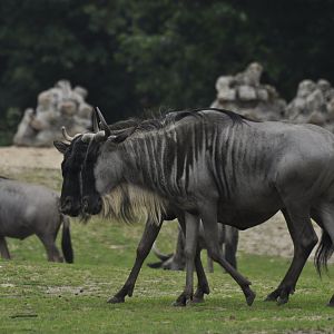 Eastern white-beared wildebeest Connochaetes taurinus albojubatus