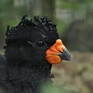 Red-billed curassow Crax blumenbachii
