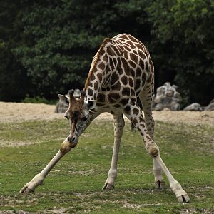 Rothschild's giraffe Giraffa camelopardalis rothschildi