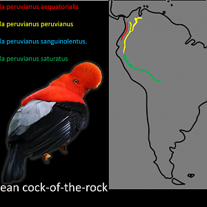 Andean cock-of-the-rock Subspecies distribution map