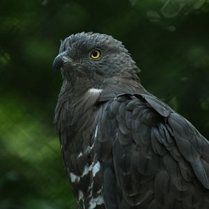 Western honey buzzard Pernis apivorus