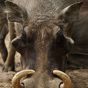 Common warthog Phacochoerus africanus