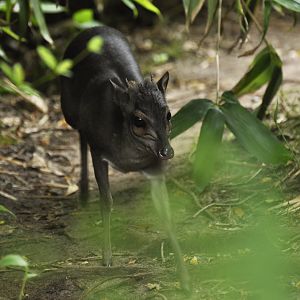 Blue duiker Philantomba monticola