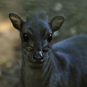 Blue duiker Philantomba monticola