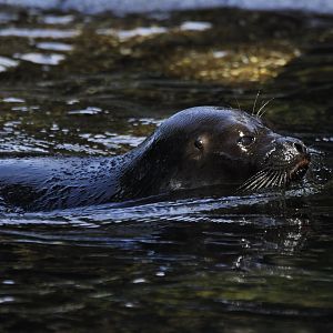 Baltic seal Pusa hispida botnica