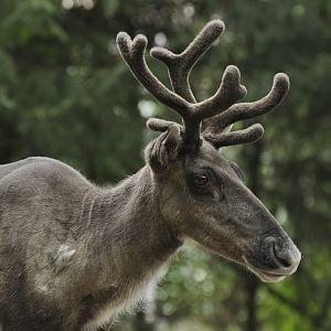 Eurasian forest reindeer Rangifer tarandus fennicus