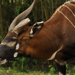 Eastern bongo Tragelaphus eurycerus isaaci