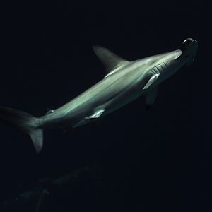 Scalloped hammerhead shark Sphyrna lewini