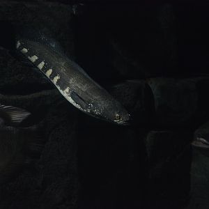 Mekong snakehead (Channa auroflammea)