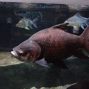 Siamese carp (Catlocarpio siamensis)