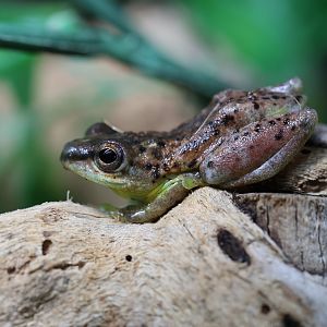 Hyperolius ID (Cameroun)