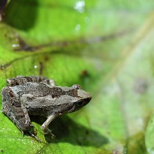 Microhyla ID (Vietnam)