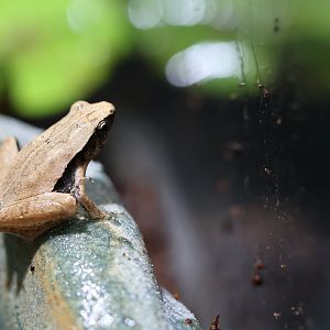 Microhyla ID (Vietnam)