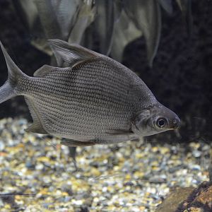 Congo lutefish (Citharinus gibbosus)