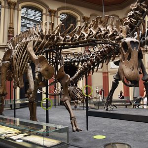 Dicraeosaurus Specimen, Museum für Naturkunde, Berlin, 7th June 2023