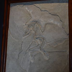 Archaeopteryx Specimen, Museum für Naturkunde, Berlin, 7th June 2023