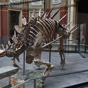 Kentrosaurus Specimen, Museum für Naturkunde, Berlin, 7th June 2023