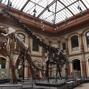 Full Cast of Diplodocus Skeleton, Museum für Naturkunde, Berlin, 7th June 2023