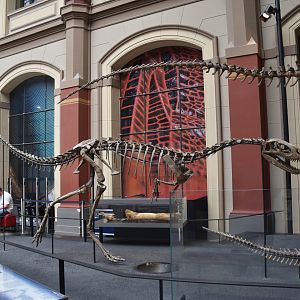 Elaphrosaurus Specimen, Museum für Naturkunde, Berlin, 7th June 2023